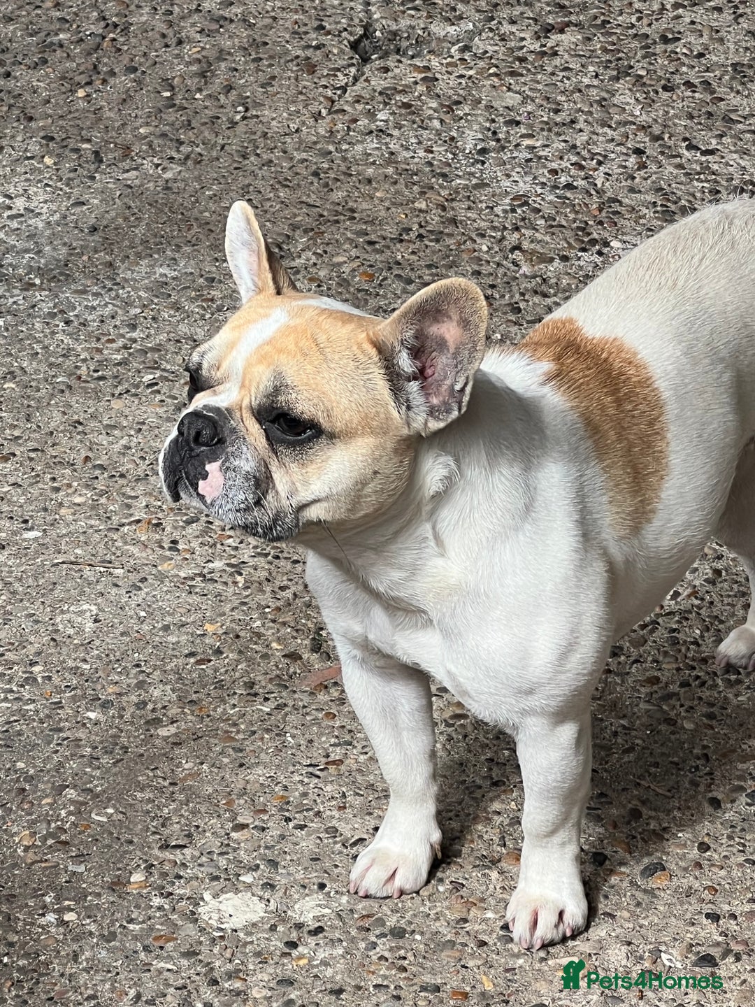 French Bulldog dogs for sale: Female frenchy - Image 2
