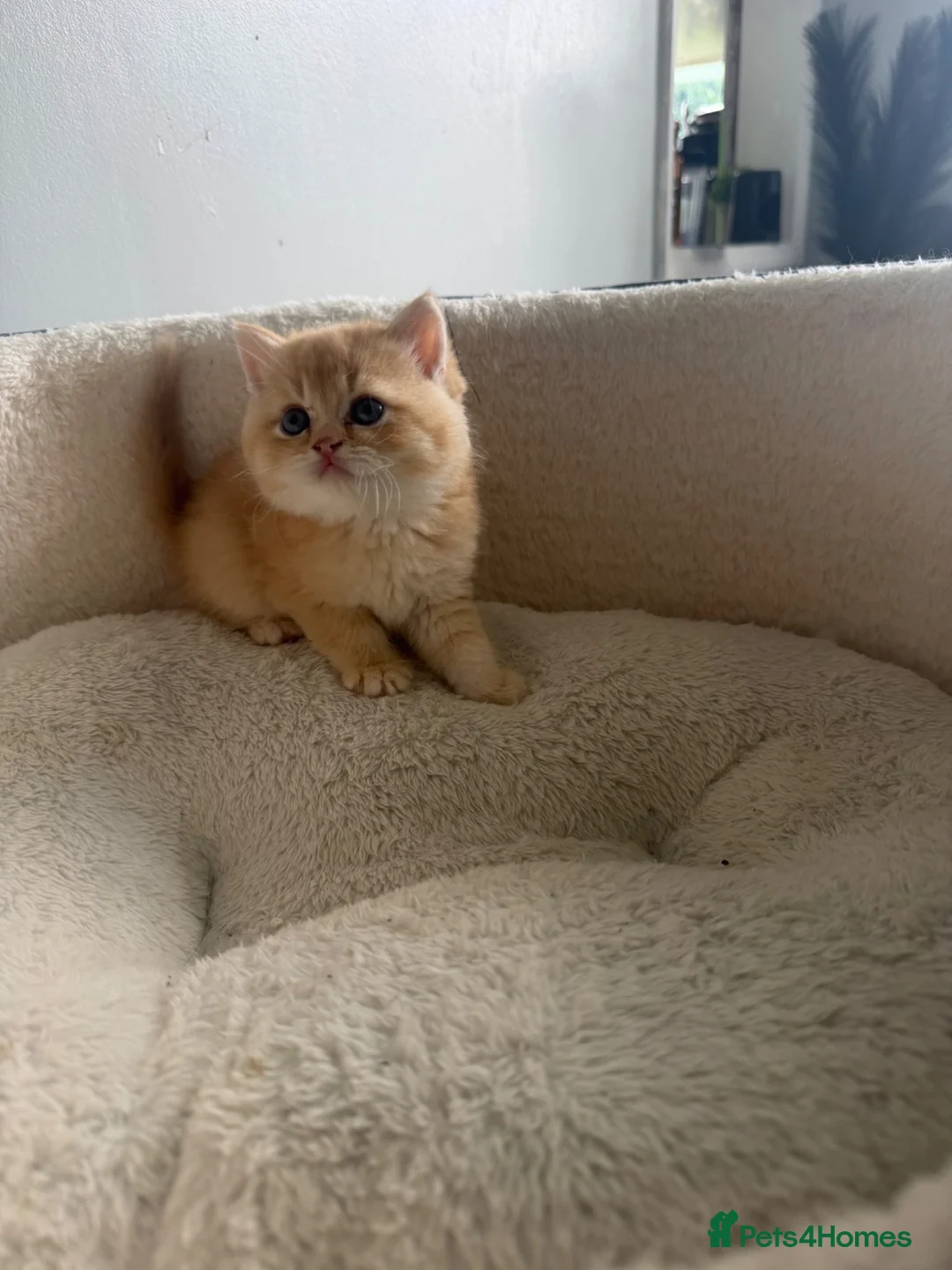 Brazilian Shorthair cats for sale: GCCF ACTIVE GOLEN MALE  - Advert 8