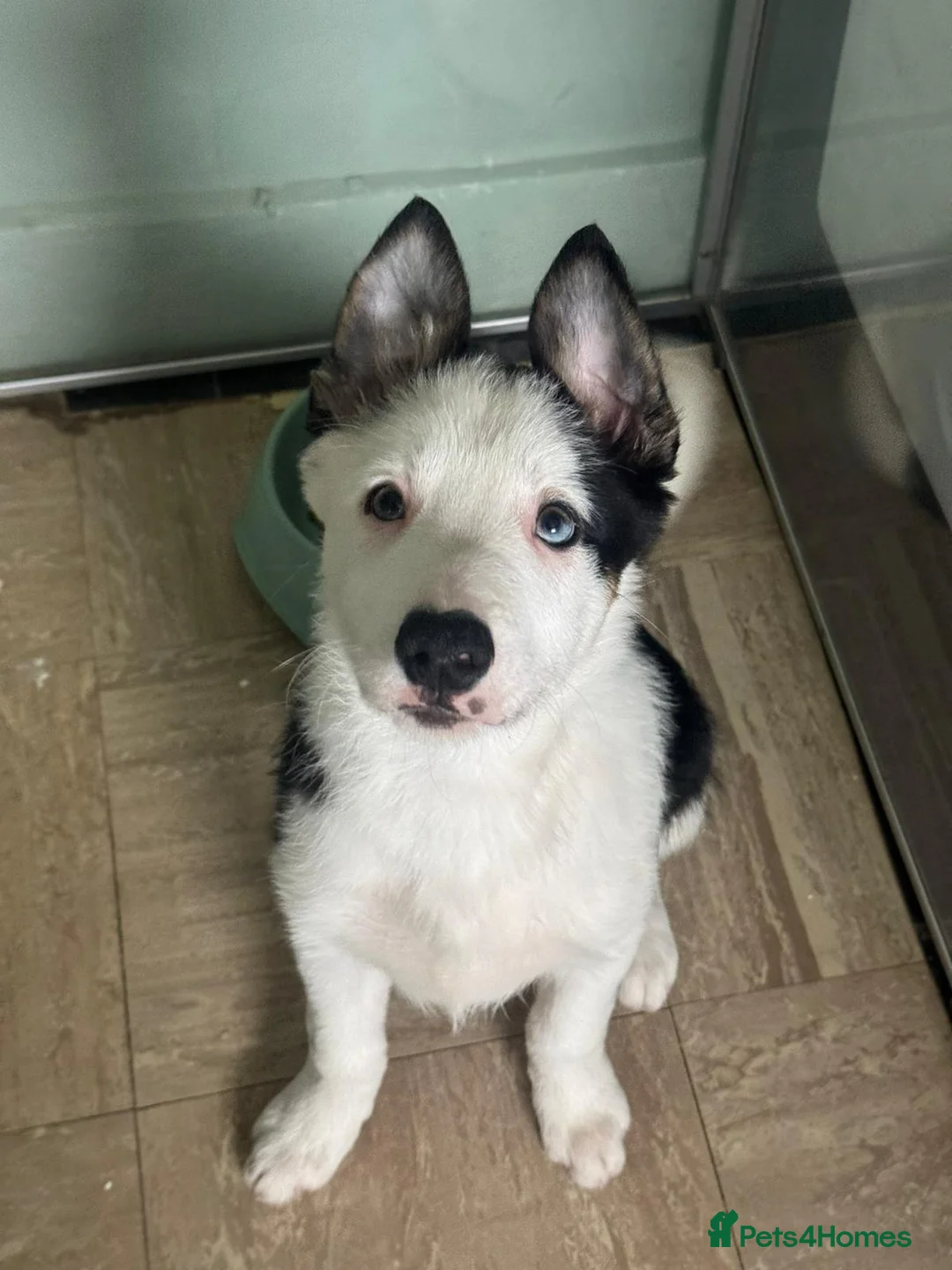 Border Collie dogs for sale: 1 Border Collie Pup - Health tested clear parents - Advert 16