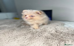 Pomeranian dogs for stud: 💜🧡Lilac & tan KC stud Benji champions in line  in Guildford - Image 28