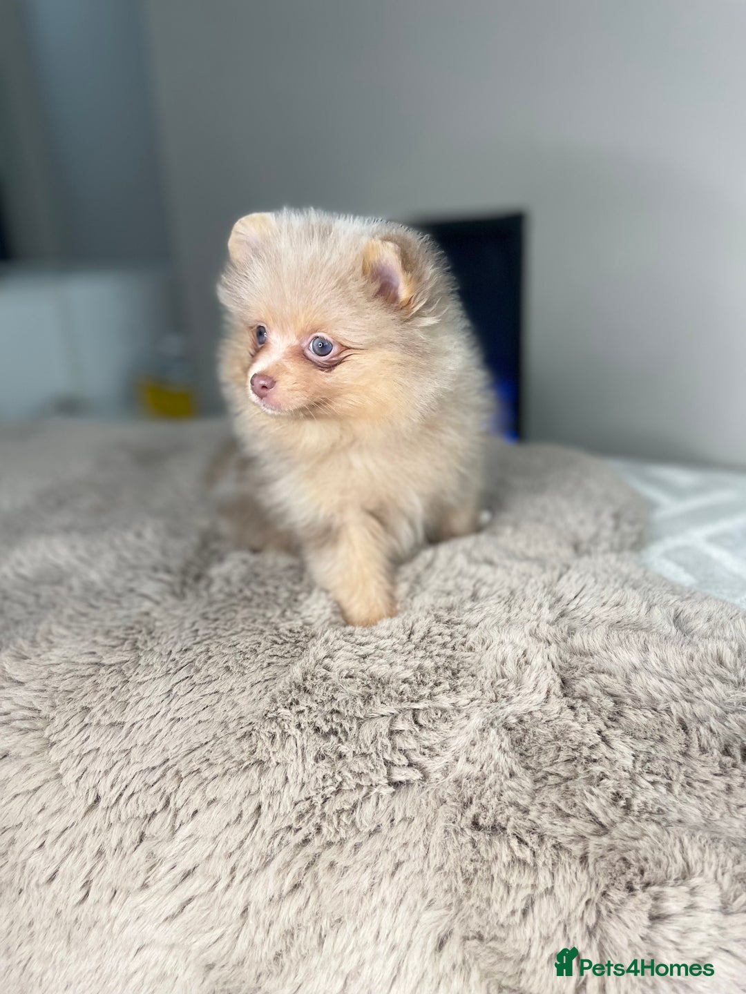 Pomeranian dogs for stud: 💜🧡Lilac & tan KC stud Benji champions in line  in Guildford - Image 28