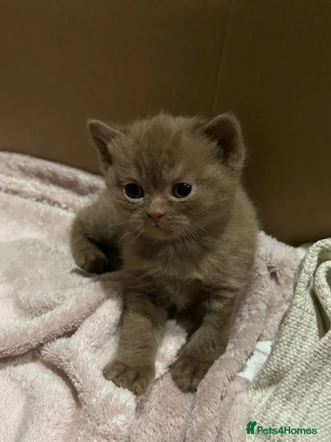 British Shorthair cats for sale: Stunning Lilac and Cinnamon girls available GCCF  - Advert 8