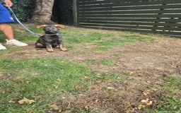 German Shepherd dogs for sale: German Shepherd puppies  - Image 1