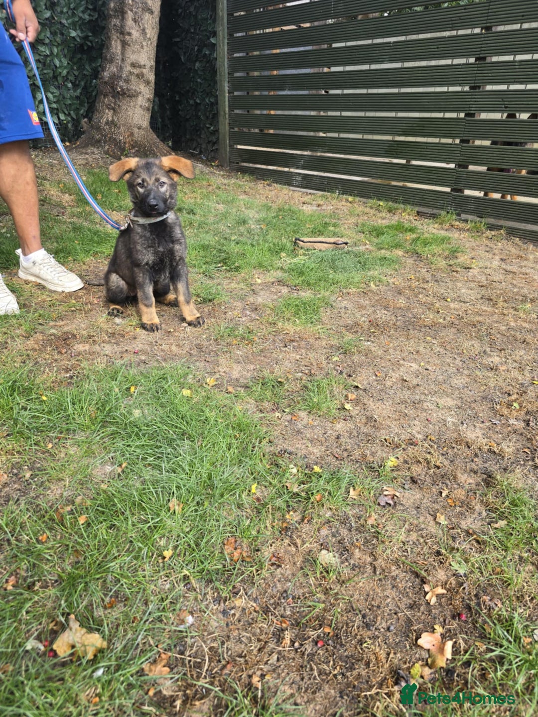German Shepherd dogs for sale: German Shepherd puppies  - Image 1