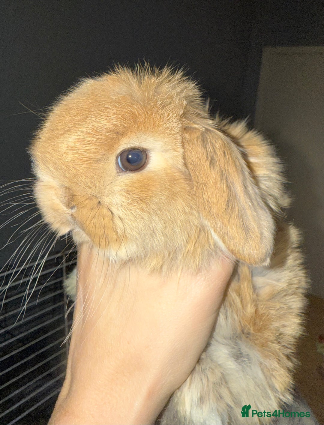 Mini Lop rabbits for sale: Exceptional BRC mini lops  - Advert 3