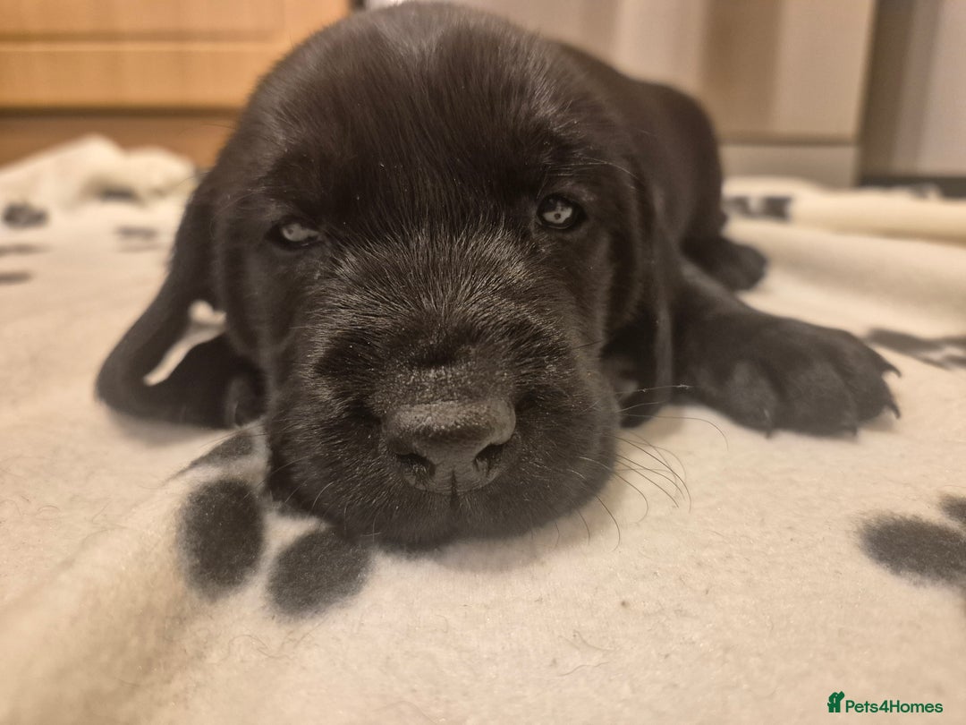 Mixed Breed dogs for sale: Chunky Lab X Pointer pups - Advert 3