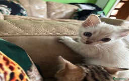 Bengal cats for sale: ❤️ PURE BENGAL KITTENS ❤️ - Image 15