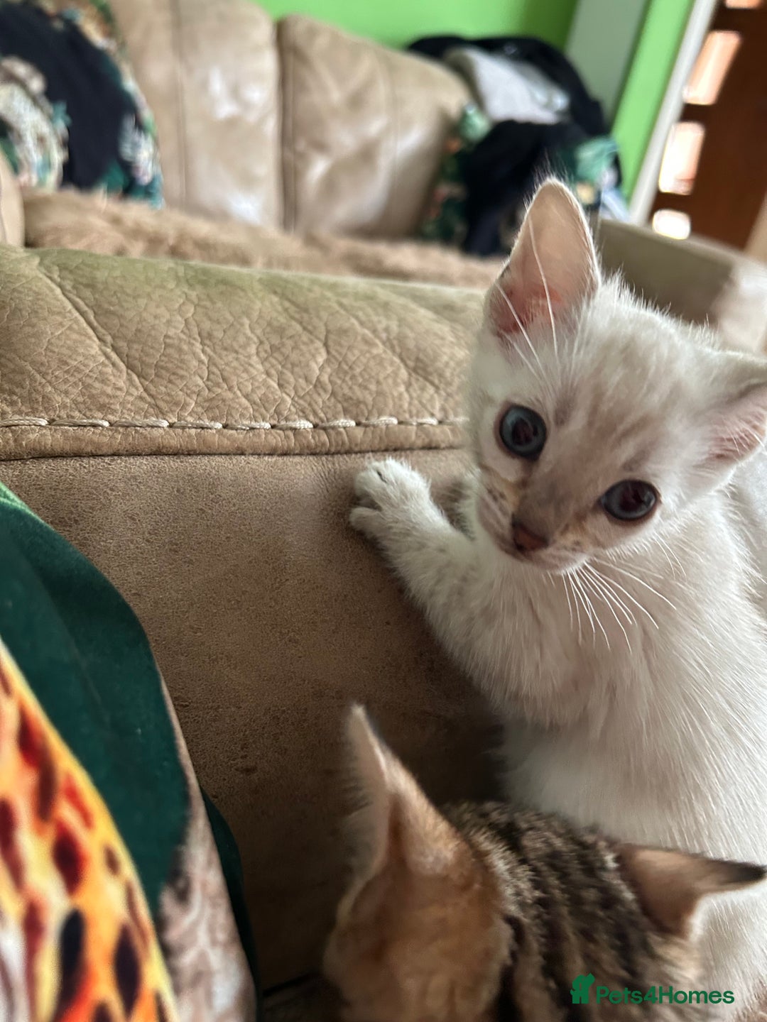 Bengal cats for sale: ❤️ PURE BENGAL KITTENS ❤️ - Image 15