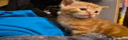 Mixed Breed cats for sale: Pumpkin, cute tabby ginger girl - Advert 3