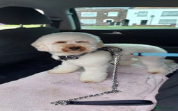 Toy Poodle dogs for stud: Buddy would like to breed puppies  in Liverpool - Image 2