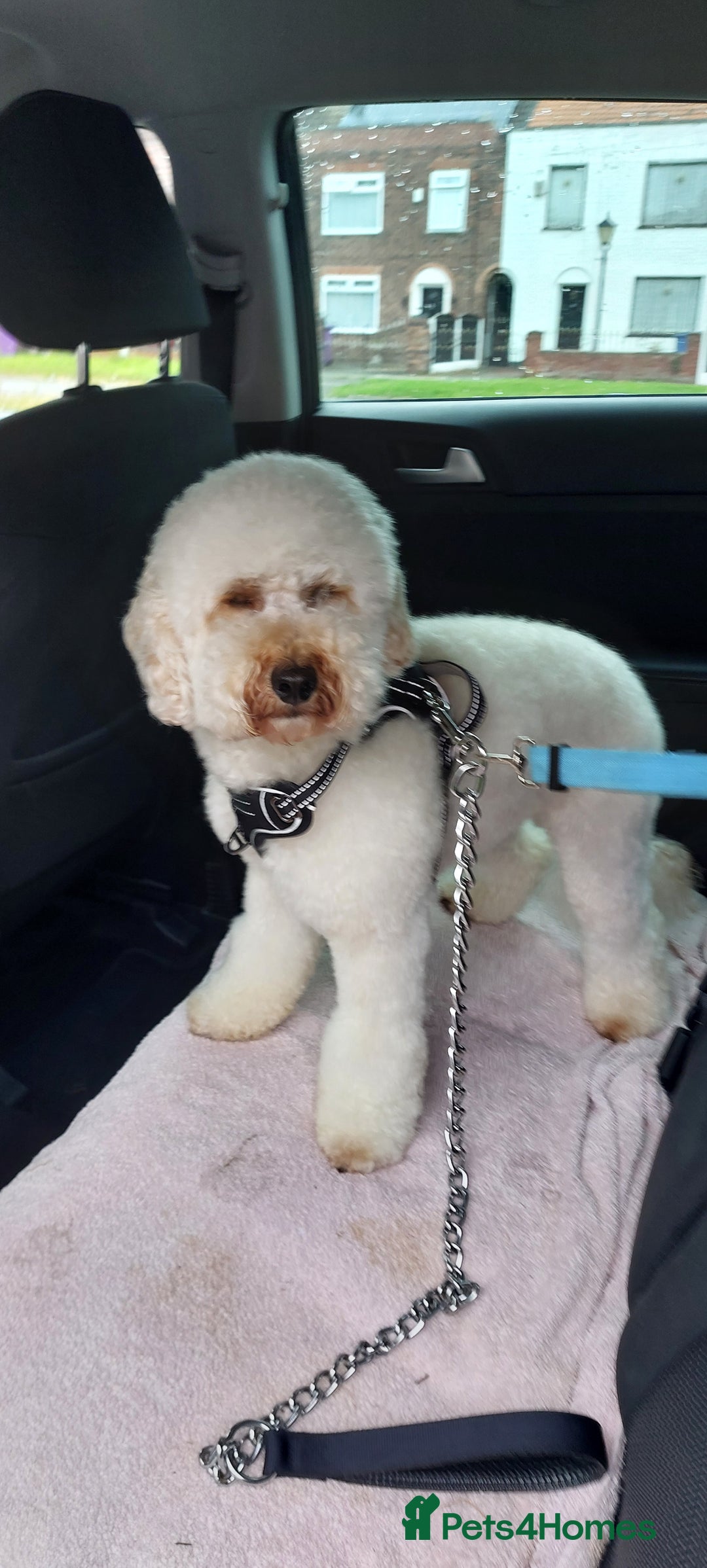 Toy Poodle dogs for stud: Buddy would like to breed puppies  in Liverpool - Image 2