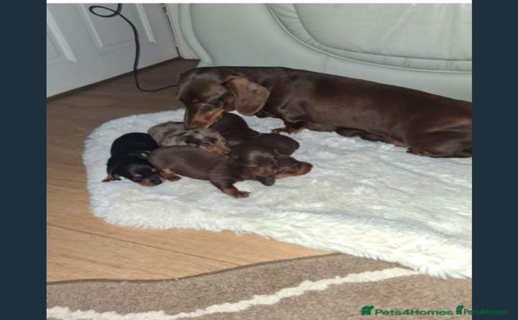 Miniature Dachshund dogs Kc Miniature dachshund  - Advert 2