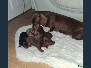 Miniature Dachshund dogs Kc Miniature dachshund - Advert 1