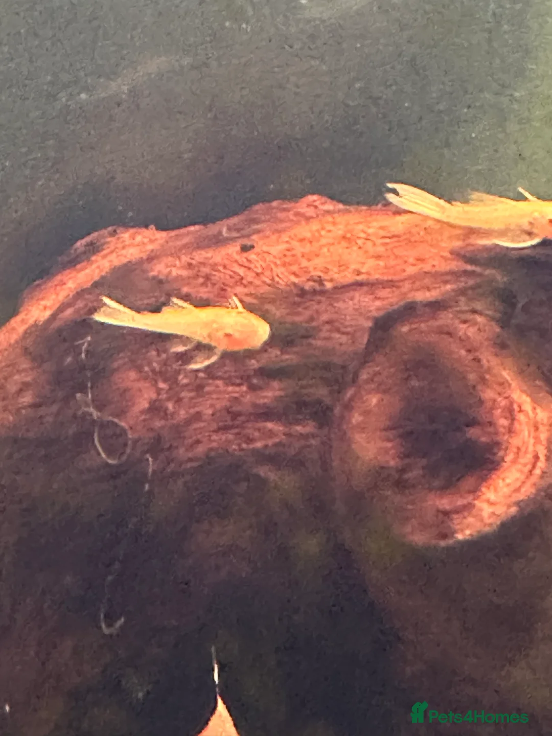 Plecos fish for sale: Cute Baby and Adult Bristlenose Pleco for sale in Cambridge - Advert 9