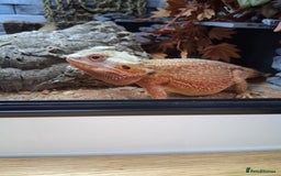 Bearded Dragon reptiles for sale: Bearded dragon plus vivarium  - Image 8