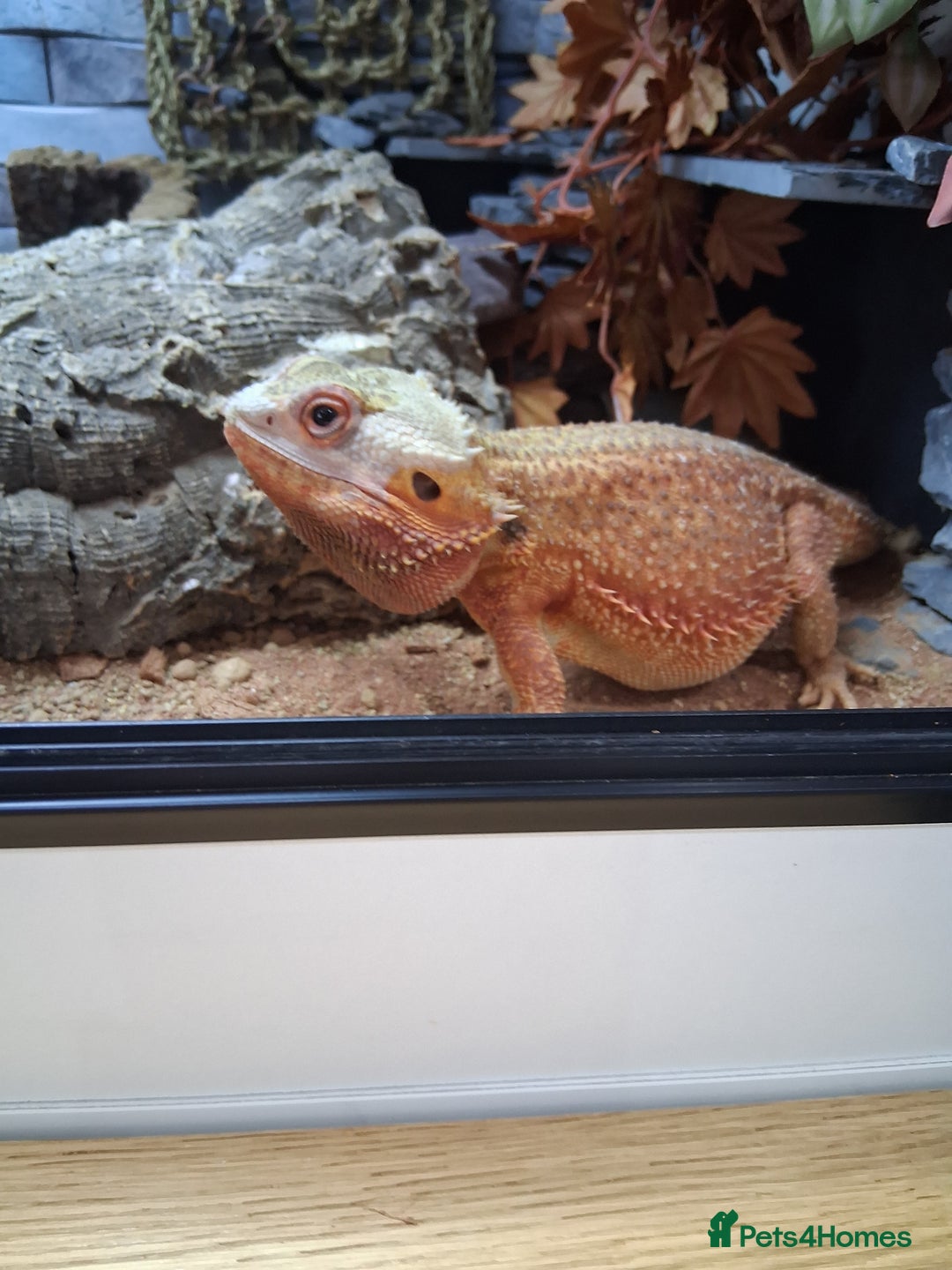 Bearded Dragon reptiles for sale: Bearded dragon plus vivarium  - Image 8