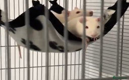 Rat rodents for sale: two baby boy rats plus cage and all equipment etc - Advert 1