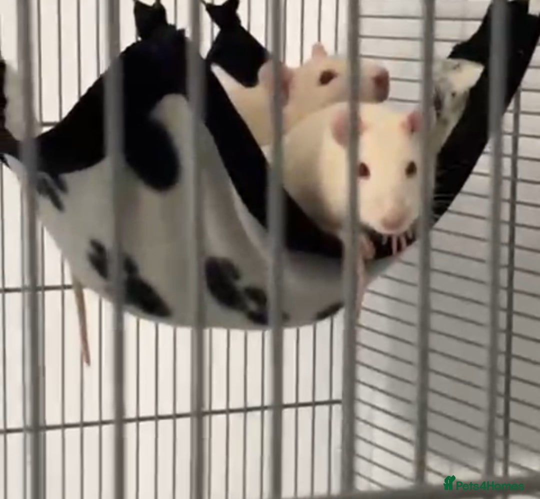 Rat rodents for sale: two baby boy rats plus cage and all equipment etc - Advert 1