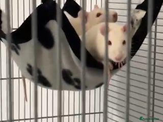 Rat rodents two baby boy rats plus cage and all equipment etc - Advert 3