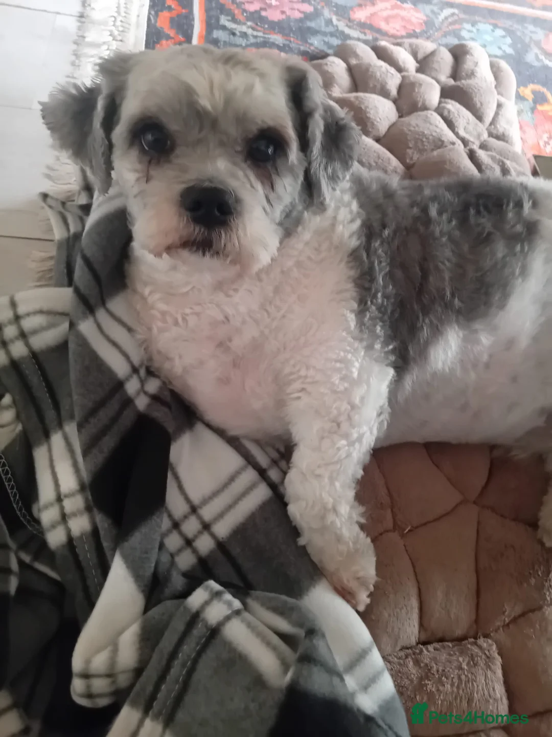 Zuchon dogs for sale: Shih tzu/Bichon Male 2 Year Old for Sale London - Advert 2