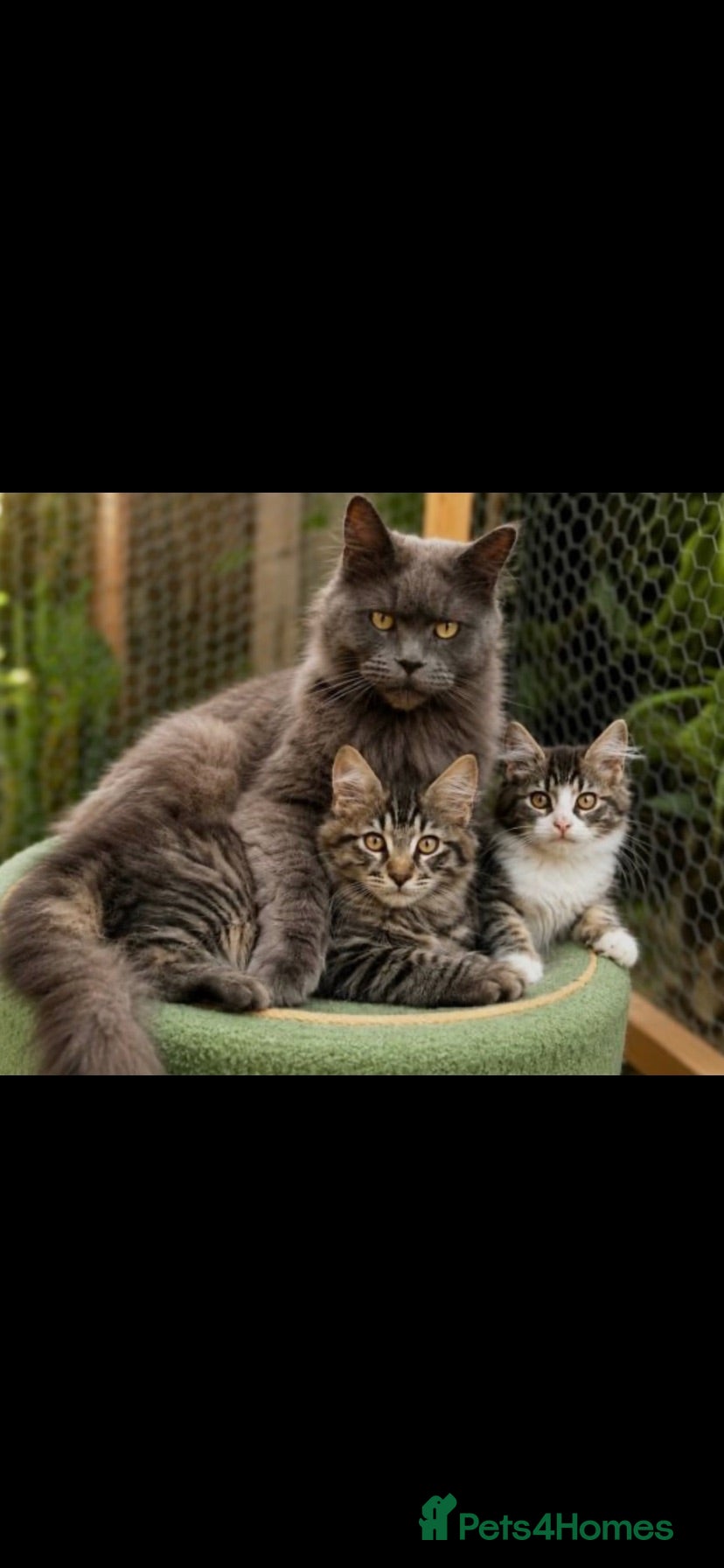 Maine Coon cats Championship lineage maincoon baby boy  - Advert 4