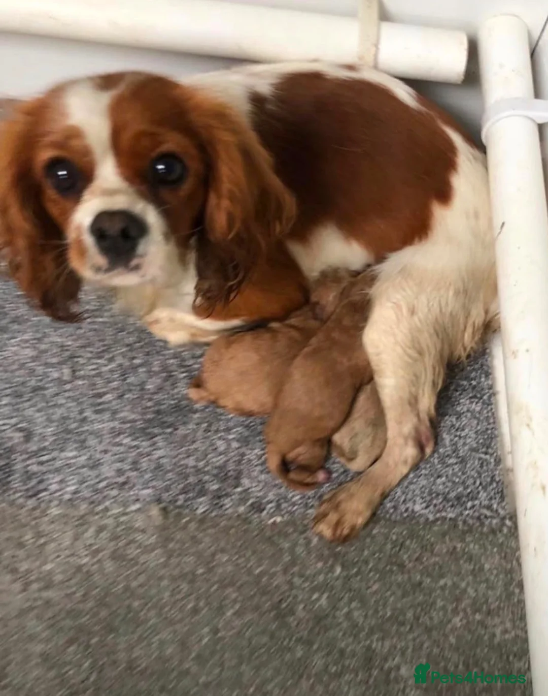Cavapoo dogs for sale: Stunning Cavapoo Boy Puppy  - Advert 2