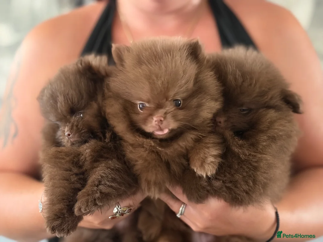 Pomeranian dogs for sale: 3 boys Poms teddy bear 🐻 - Advert 2