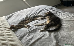 Mixed Breed cats for sale: 3 kittens  - Image 2