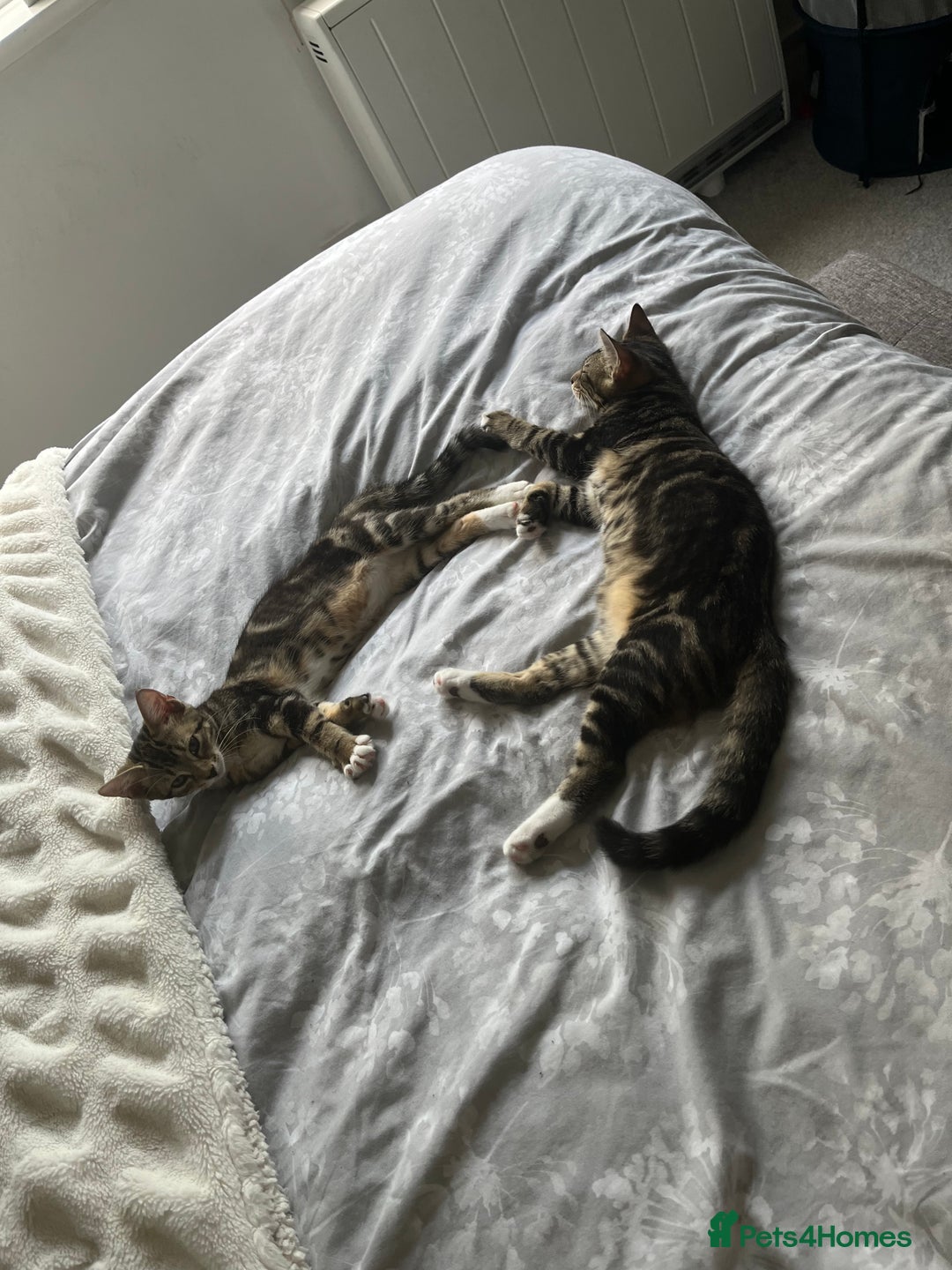 Mixed Breed cats for sale: 3 kittens  - Image 2