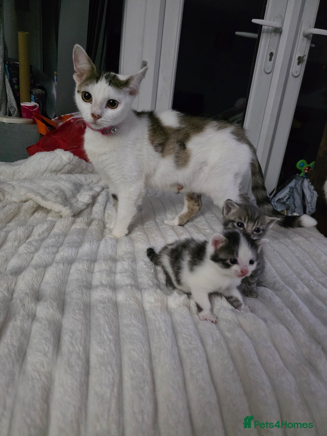 Mixed Breed cats for sale: Two beautiful baby boy kittens - Advert 5