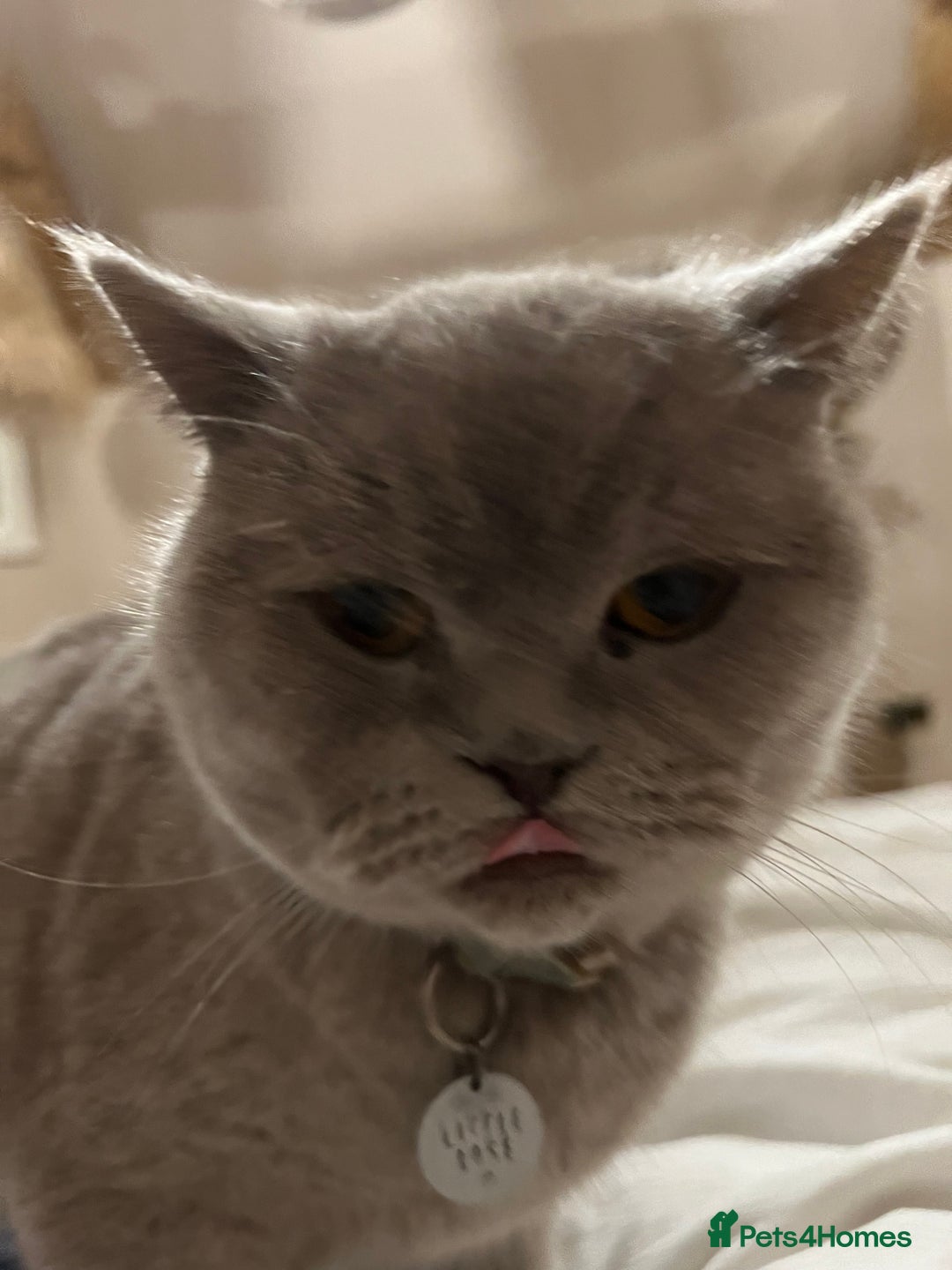 British Shorthair cats for sale: 2 lilac British shorthair cats - Image 3