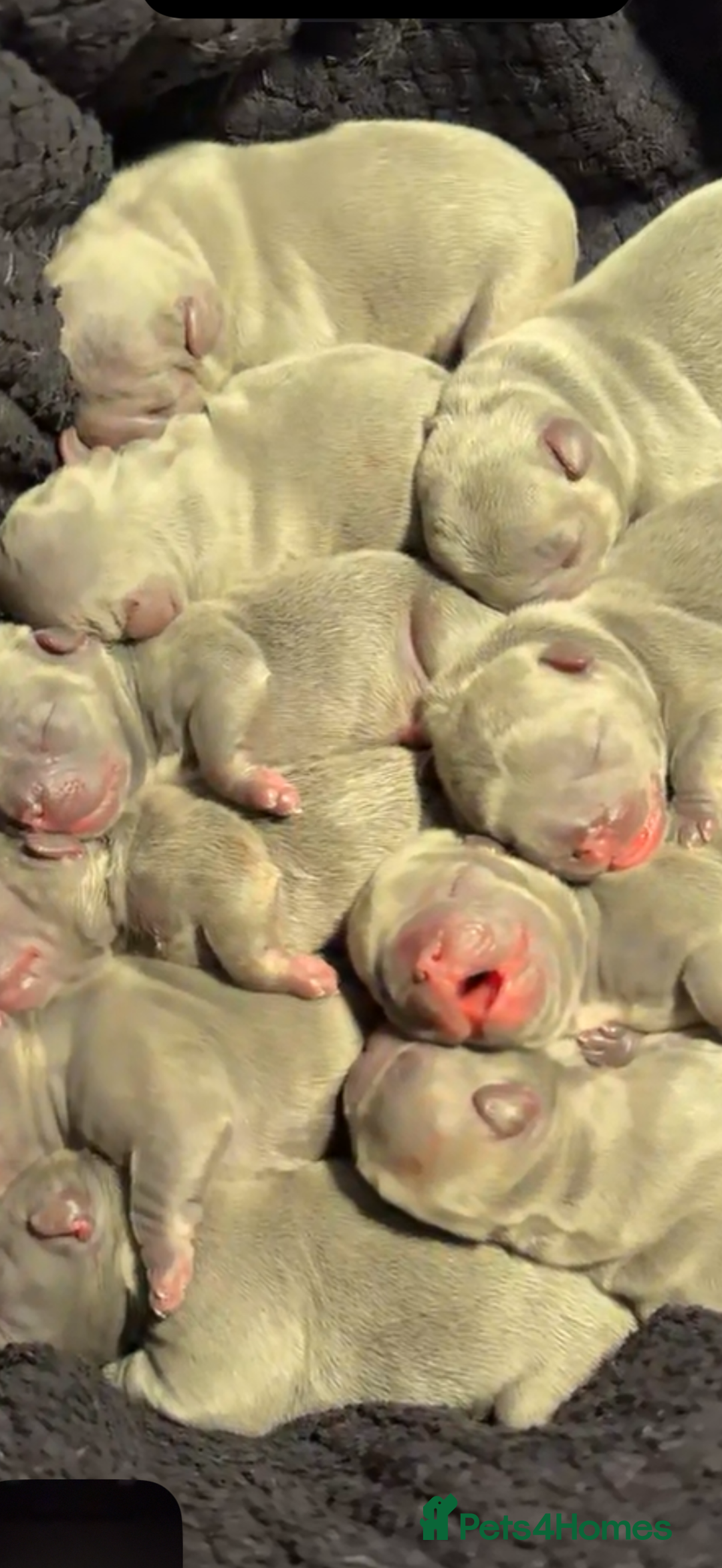 French Bulldog dogs for stud: French bulldog Isabella  **  carrying fluffy  - Advert 2