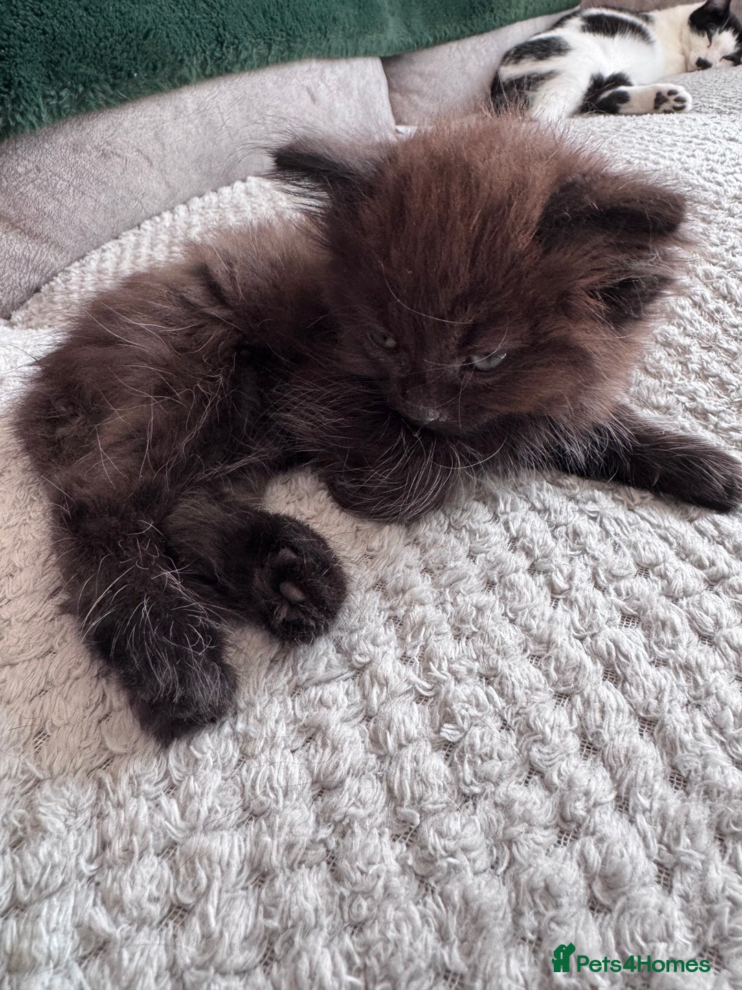 British Longhair cats for sale: 4 beautiful kittens - Image 9
