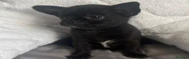 Chihuahua 1