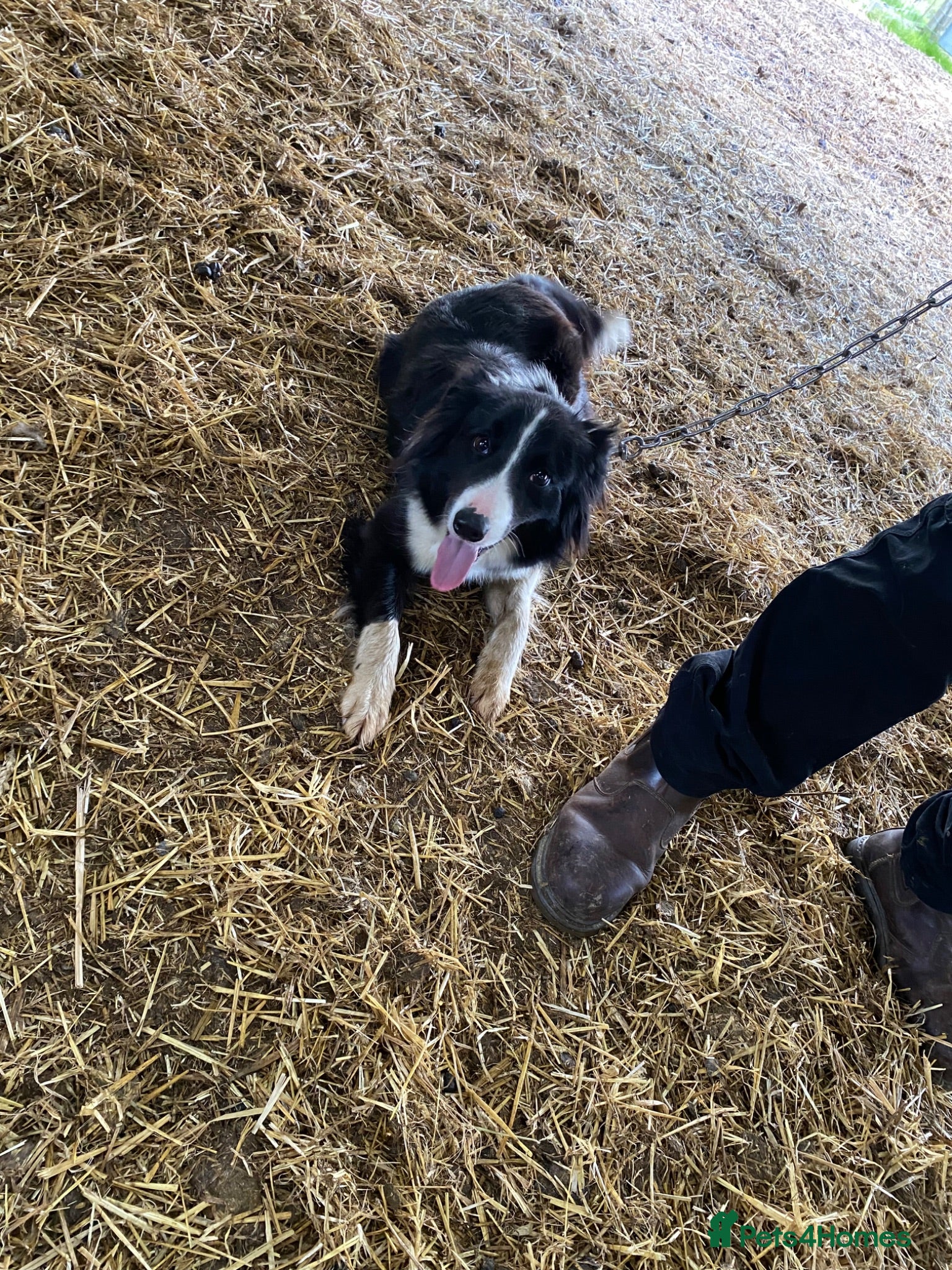 Border Collie dogs 18 month old border collie  - Advert 3