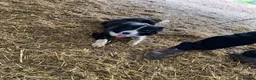 Border Collie dogs for sale: 18 month old border collie  - Advert 1