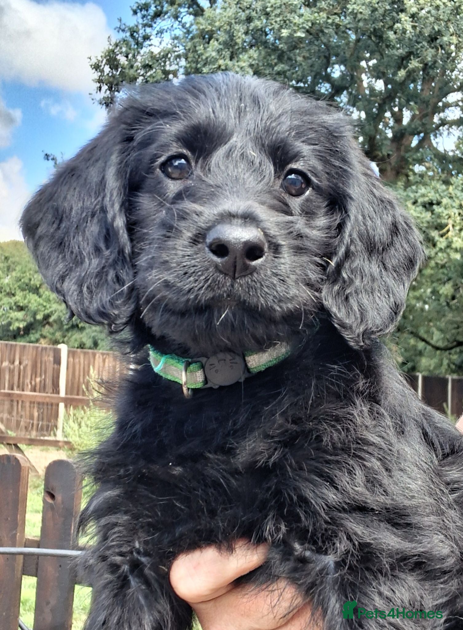 Labradoodle dogs Miniature labradoodle pups for sale - Advert 1