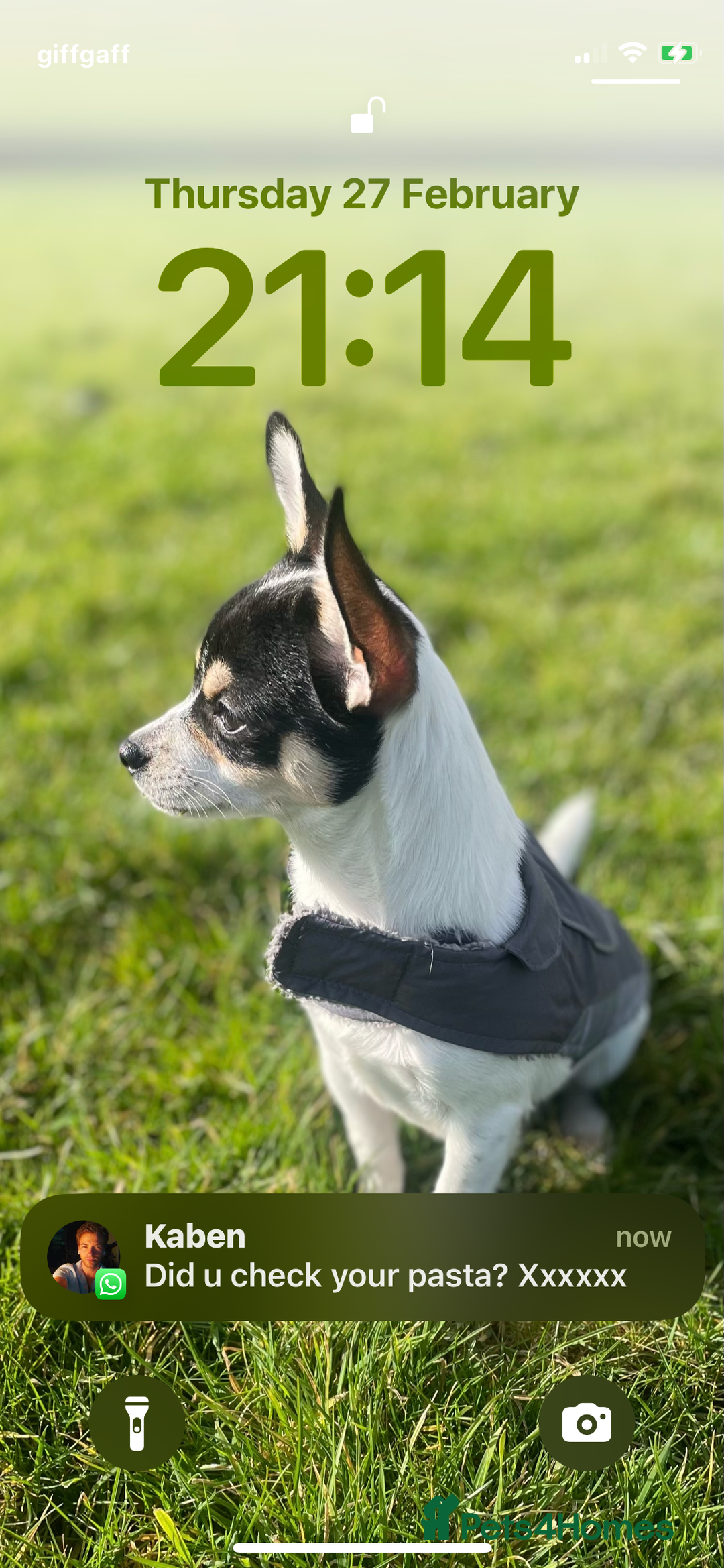 Chihuahua dogs for stud: For stud only  - Image 2
