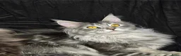 Maine Coon cats for sale: Champion Blood Line  Purebred Mainecoon LAST ONE - Advert 23