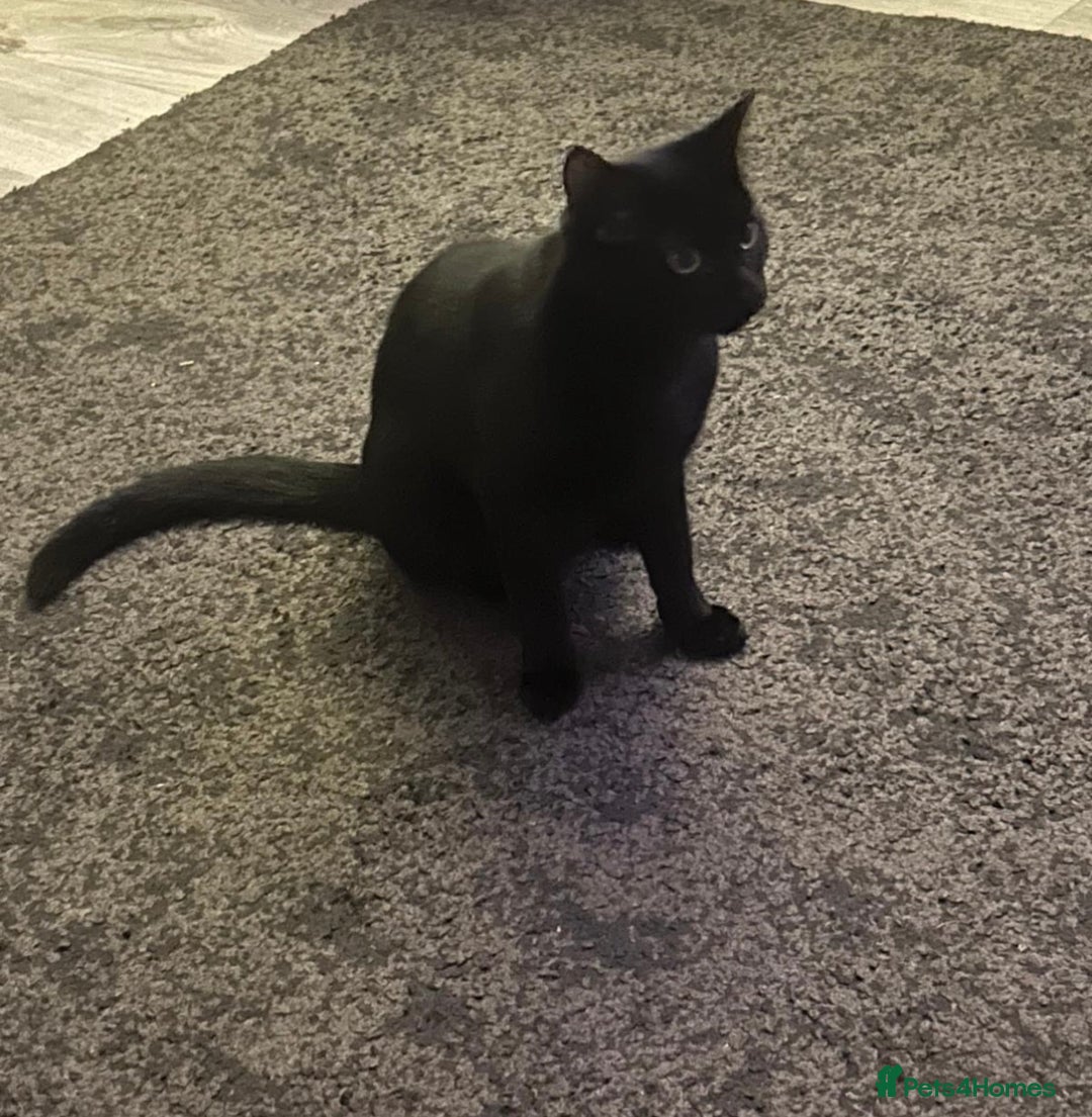 Siamese cats for sale: Half Siamese Male Black cat for sale - Image 2