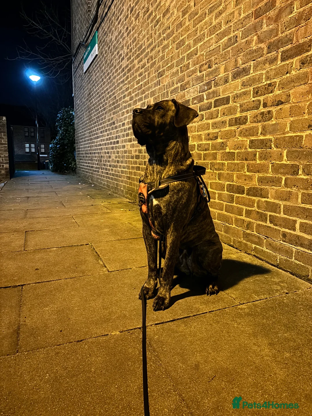 Cane Corso dogs for sale: Koda - cane corso - Advert 2