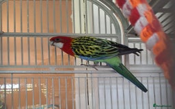 Parrots birds for sale: Eastern rosella - Image 1