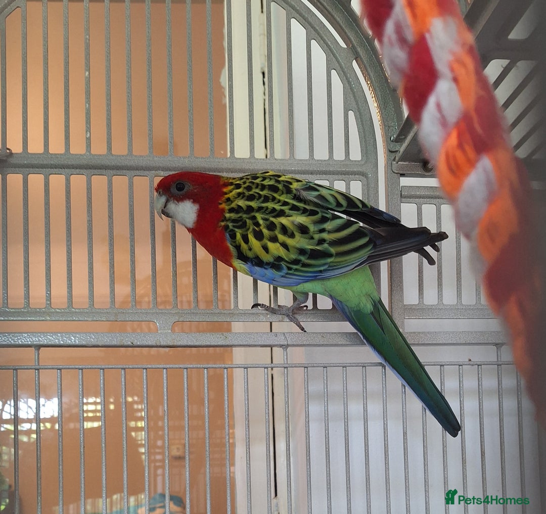 Parrots birds for sale: Eastern rosella - Image 1