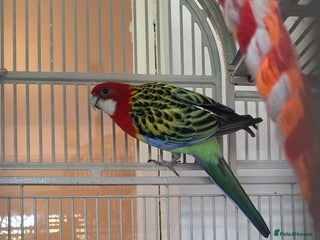 Parrots birds - Advert 21