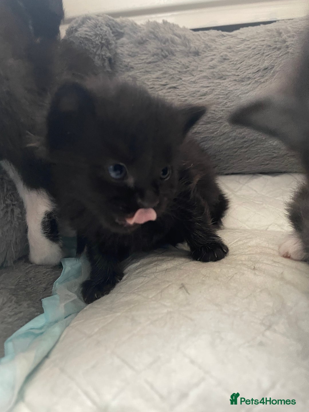 Mixed Breed cats for sale: 4 Beautiful Kitten - Advert 6