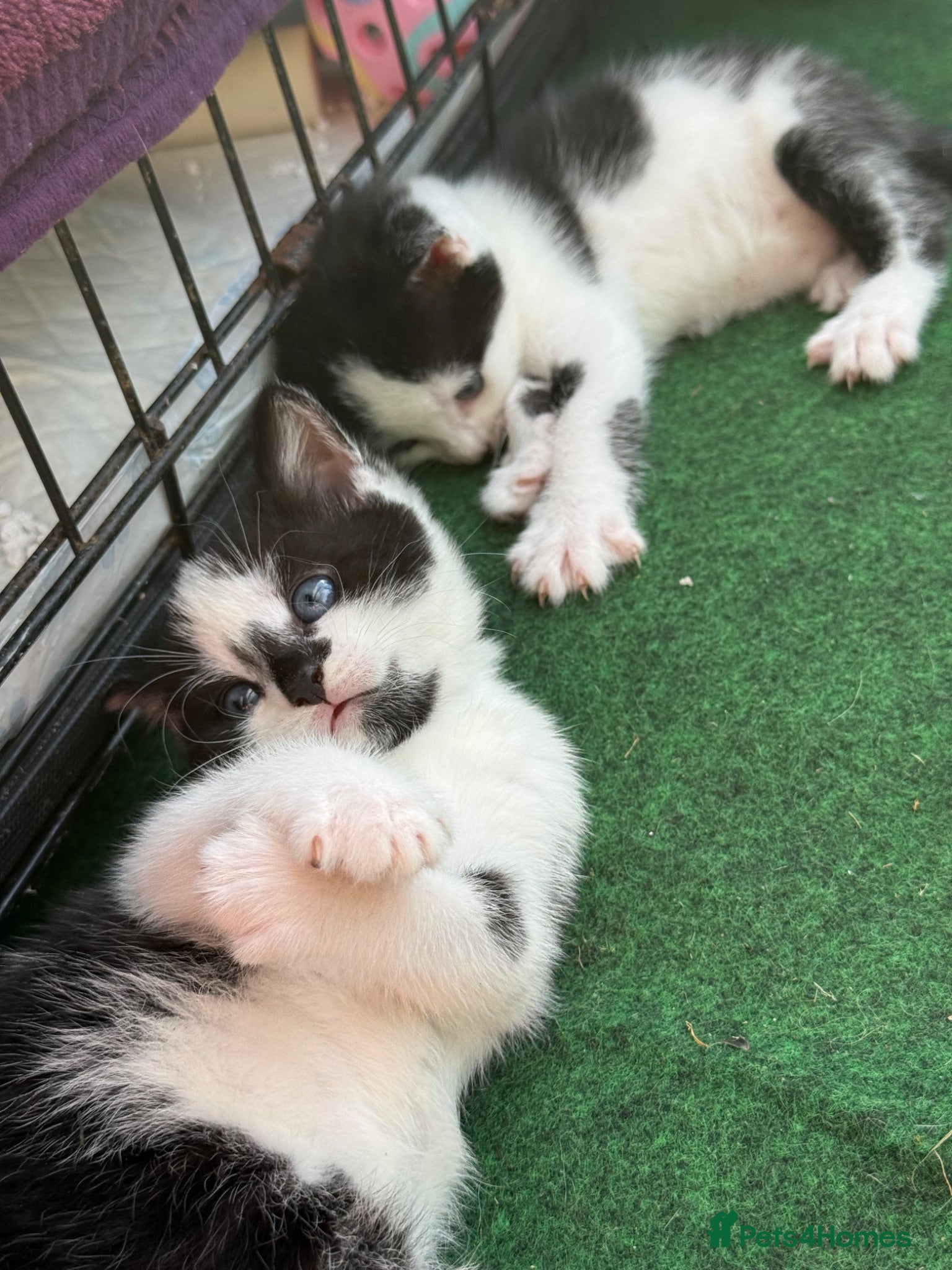 Mixed Breed cats kittens for sale  - Advert 1