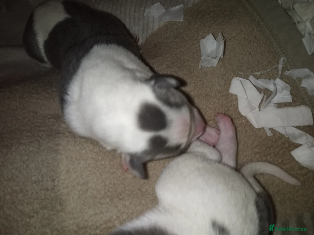 Whippet dogs for sale: REDEVELYN WHIPPET'S  GLOUCESTER,  - Advert 8