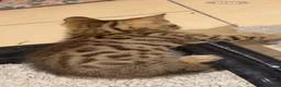 Bengal cats for sale: Bengal kitten for sale  - Advert 4