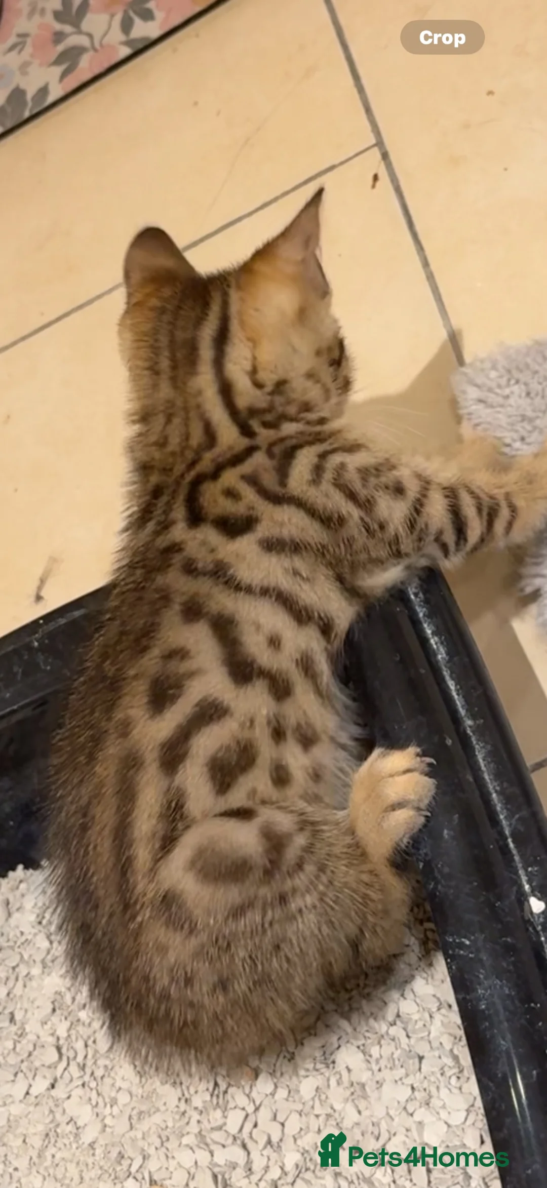 Bengal cats for sale: Bengal kitten for sale  - Advert 4