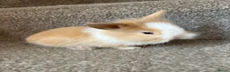 Mixed Breed rabbits for sale: Bunnies for sale - Advert 6